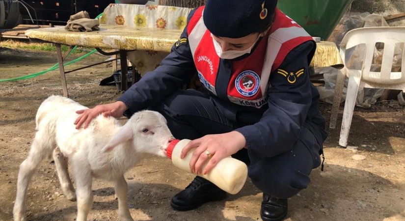 Annelerini kaybeden kuzulara jandarma şefkati