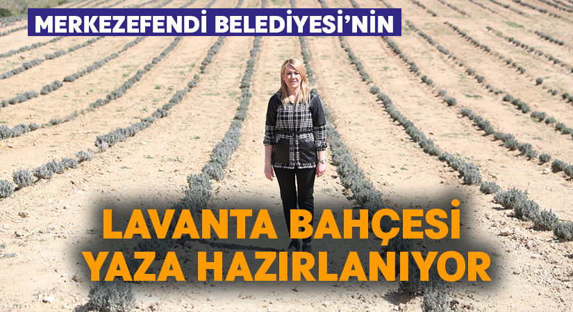 Merkezefendi Belediyesi’nin lavanta bahçesi yaza hazırlanıyor