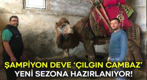 Şampiyon deve Denizli’de ‘Çılgın Cambaz’ yeni sezona hazırlanıyor