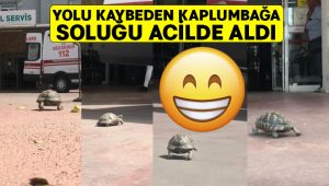 Yolu kaybeden kaplumbağa soluğu acilde aldı