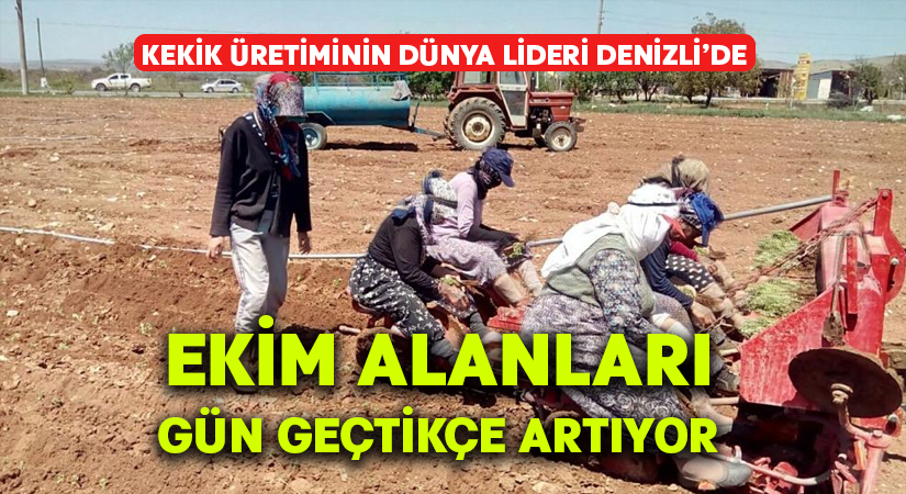 Kekik üretiminde dünya lideri olan Denizli’de ekim alanları artıyor