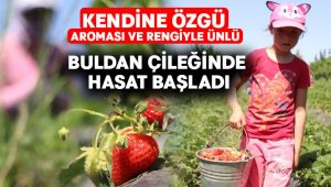 Kendine özgü aroması ve rengiyle ünlü Buldan çileğinde hasat başladı