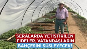 Seralarda yetiştirilen fideler, vatandaşların bahçesini süsleyecek