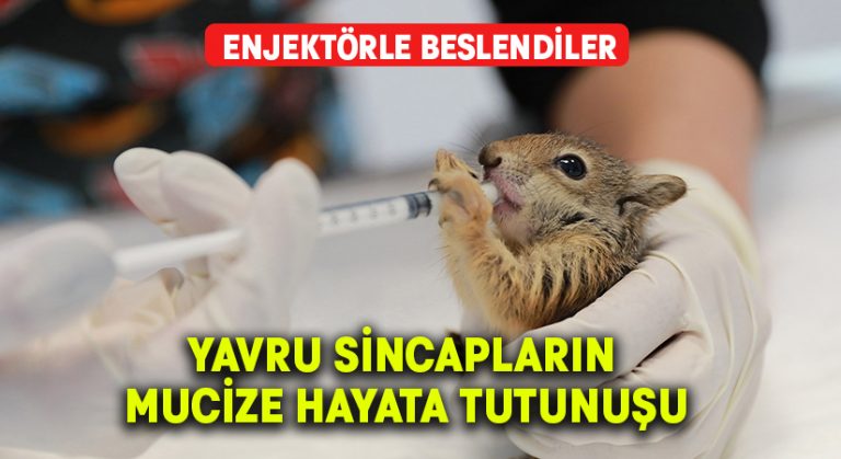 Yavru sincapların mucize hayata tutunuşu