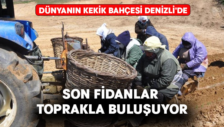 Kekik dikiminde son fidanlar toprakla buluşuyor