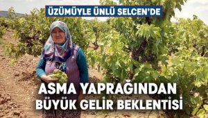 Selcen’de asma yaprağından büyük gelir beklentisi