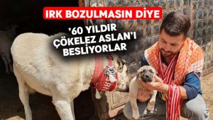 Irk bozulmasın diye ’60 yıldır Çökelez Aslan’ı besliyorlar