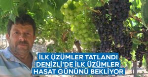 Denizli’de ilk üzümler hasat gününü bekliyor