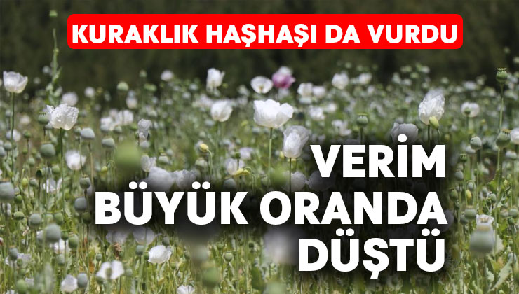 Haşhaşlar susuz kaldı, verim büyük oranda düştü