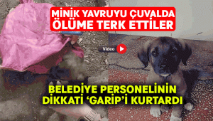 Vicdansızlar minik yavru köpeği çuvalda ölüme bıraktılar.. Belediye personeli yardımına yetişti