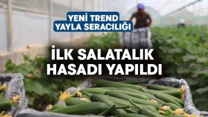 Yeni trend yayla seracılığında ilk salatalık hasadı yapıldı