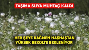 Taşıma suya muhtaç kalan haşhaşlardan yüksek rekolte bekleniyor