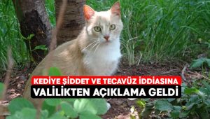 Kediye şiddet ve tecavüz iddiasına açıklama geldi