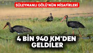 Süleymanlı Gölü’nün misafirleri 4 bin 940 km’den geldi