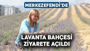 Merkezefendi’de lavanta bahçesi ziyarete açıldı