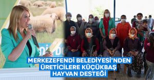 Merkezefendi Belediyesi’nden üreticilere küçükbaş hayvan desteği!