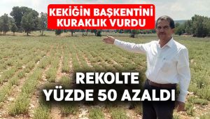 Kekiğin başkenti kuraklıktan etkilendi, rekolte yüzde 50 azaldı