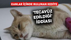 Kanlar İçinde Bulunan Kediye ‘Tecavüz Edildiği’ iddiası