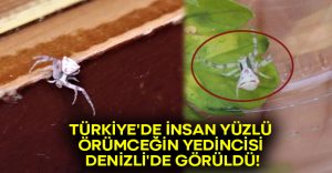 Türkiye’de insan yüzlü örümceğin yedincisi Denizli’de görüldü!