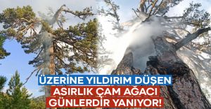 Üzerine yıldırım düşen çam ağacı günlerdir yanıyor!