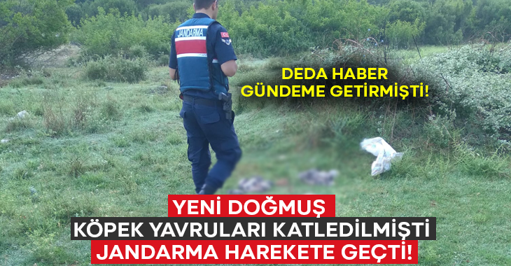 Yeni doğmuş köpek yavruları katledilmişti.. Jandarma harekete geçti!