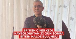 British cinsi kedi, kaybolduktan 22 gün sonra bitkin halde bulundu!