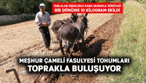 Meşhur Çameli Fasulyesi toprakla buluştu