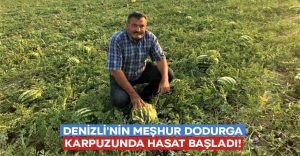 Denizli’nin meşhur Dodurga karpuzunda hasat başladı!