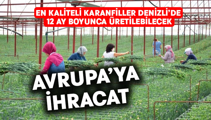 En kaliteli karanfiller Denizli’de 12 ay boyunca üretilebilecek