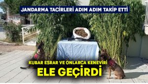 Jandarma tacirleri adım adım takip etti.. Kubar esrar ve onlarca keneviri ele geçirdi