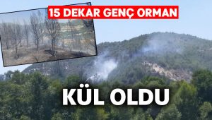 15 dekar genç orman küle döndü