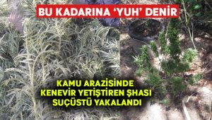 Kamu arazisinde kenevir yetiştirirken suçüstü yakalandı