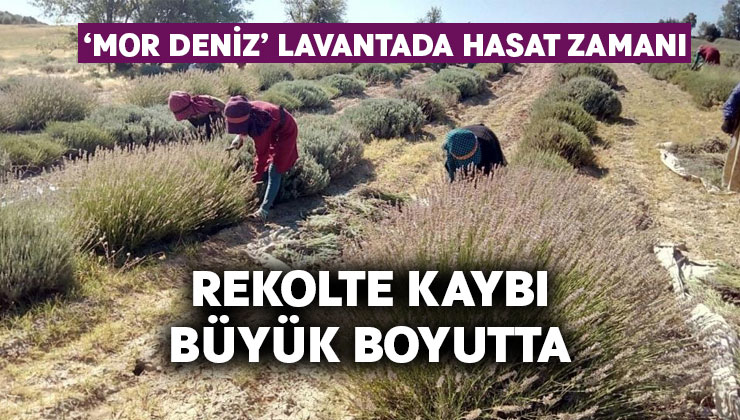 ‘Mor deniz’ lavantada hasat zamanı.. Rekolte kaybı büyük boyutta