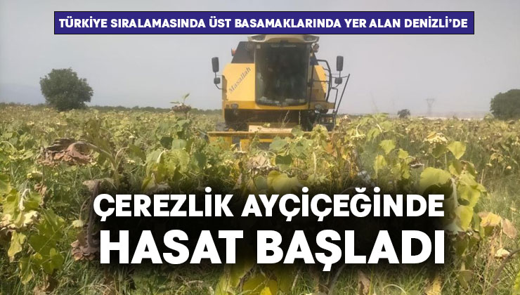 Çerezlik ayçiçeğinde hasat başladı