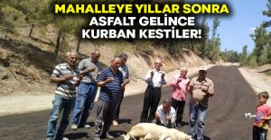 Mahalleye yıllar sonra asfalt gelince kurban kestiler!