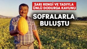 Sarı rengi ve tadıyla ünlü Dodurga kavunu sofralarla buluştu