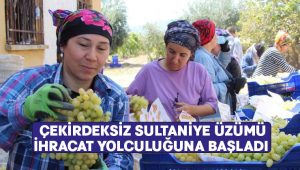 Çekirdeksiz Sultaniye üzümü ihracat yolculuğuna başladı