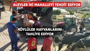 Köylüler hayvanlarını alevlerden kaçırıyor