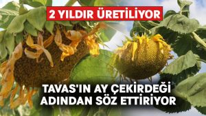 Tavas’ın ay çekirdeği adından söz ettiriyor