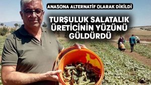 Alternatif ürün olarak dikilen turşuluk salatalık üreticinin yüzünü güldürdü