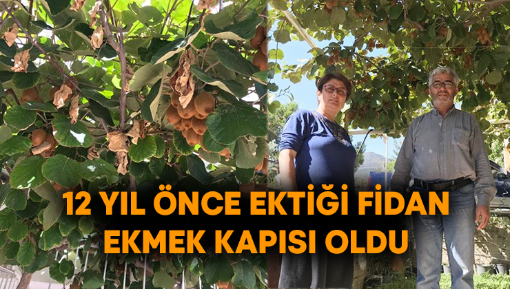 12 yıl önce ektiği fidan ekmek kapısı oldu