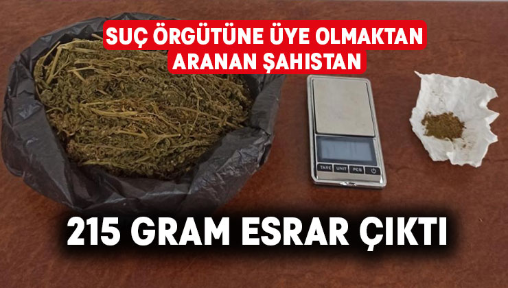 Suç örgütüne üye olmaktan aranan şahıstan 215 gram esrar çıktı