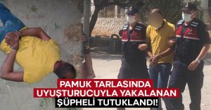 Pamuk tarlasında uyuşturucuyla yakalanan şüpheli tutuklandı!