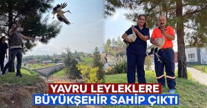 Yavru leyleklere Büyükşehir sahip çıktı