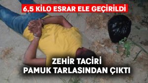 6,5 kilo esrar yakalandı.. Zehir taciri pamuk tarlasından çıktı