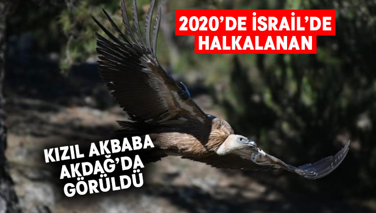 İsrail’de halkalanan Kızıl Akbaba Akdağ’da görüntülendi