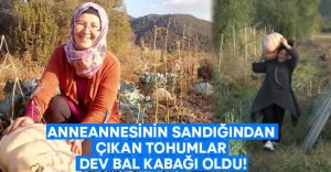 Anneannesinin sandığından çıkan tohumlar dev bal kabağı oldu!