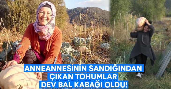 Anneannesinin sandığından çıkan tohumlar dev bal kabağı oldu!