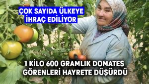 1.6 kiloluk domates görenleri şaşırttı