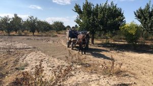 At arabası ile hırsızlığa suç üstü